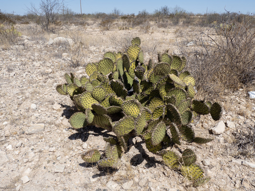 Opuntia strigil, photograph 2