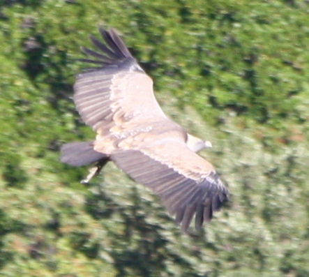 Gyps fulvus