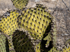 (c) Turner Brockman, some rights reserved (CC BY-SA) Opuntia strigil, photograph (c) Turner Brockman, some rights reserved (CC BY-SA)