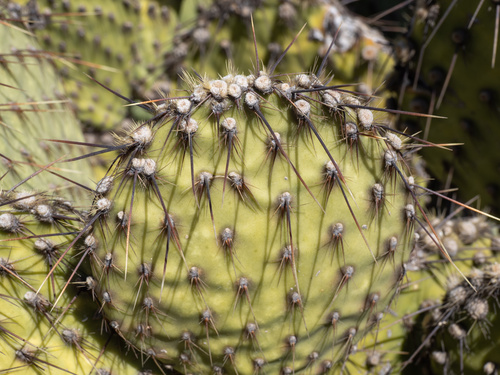 Marble-fruit Pricklypear (Opuntia strigil)