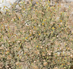 Heterotheca sessiliflora