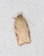 Euchaetis inceptella