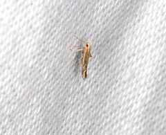 Pyroderces
