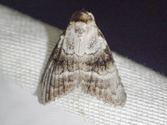 Acatapaustus metallopa