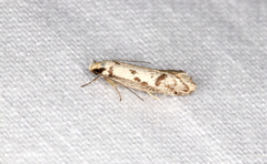 Palimmeces variegata