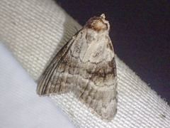 Acatapaustus metallopa