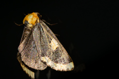 Chrysoecia morga