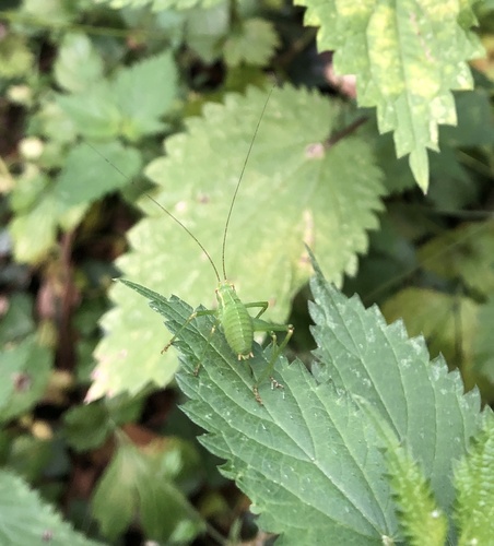 Speckled bush-cricket