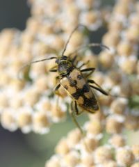 Judolia erratica