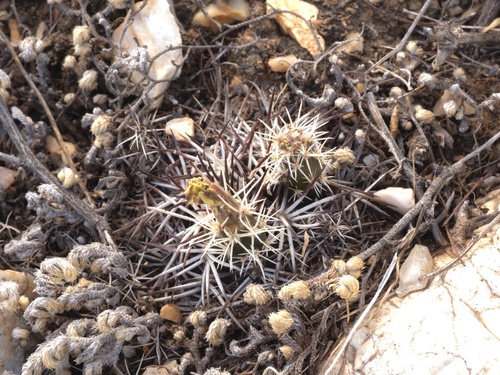 Davis' Hedgehog Cactus (Echinocereus davisii)
