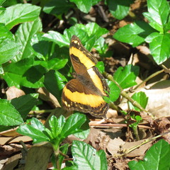 Yoma sabina