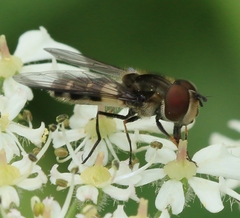 Leucozona laternaria