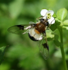 Leucozona lucorum