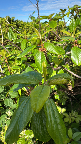 Frangula azorica, photograph 2