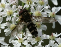 Leucozona laternaria