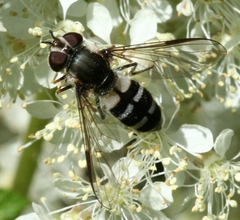 Leucozona laternaria