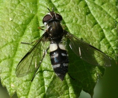 Leucozona laternaria