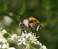 Leucozona lucorum