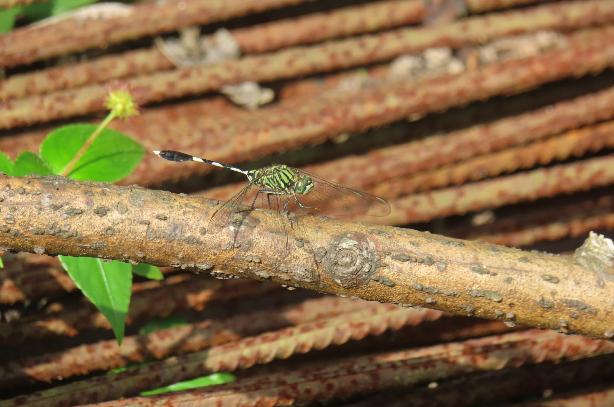 Slender Skimmer