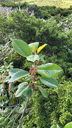 Azores buckthorn (Frangula azorica)