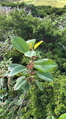 Frangula azorica