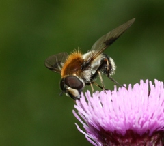 Leucozona lucorum