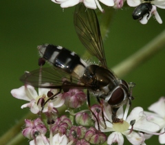 Leucozona laternaria