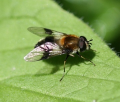 Leucozona lucorum