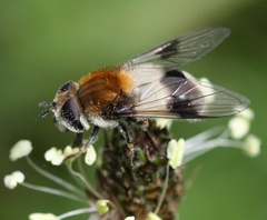 Leucozona lucorum
