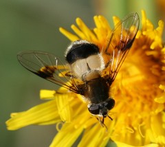 Leucozona lucorum