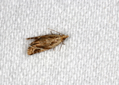 Euphona euphona