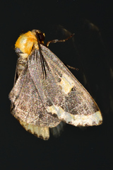 Chrysoecia morga