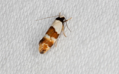 Euphiltra eroticella