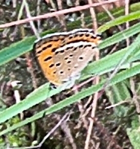 White-Bordered Copper