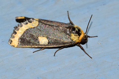 Chrysoecia morga