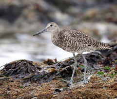 Willet photo 4