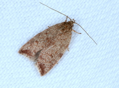Syringoseca mimica