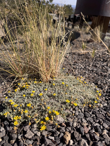 Heterotheca jonesii, photograph 6