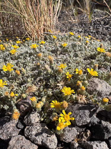 Jones' False Goldenaster (Heterotheca jonesii)
