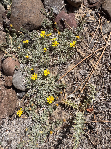 Heterotheca jonesii, photograph 5