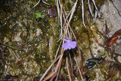 Utricularia tricolor, photograph (c) Tomás Carranza Perales, some rights reserved (CC BY)