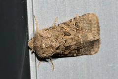 Spodoptera hipparis