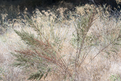 Estragon (Artemisia dracunculus): Herkunft und Verwendung — Foto 2
