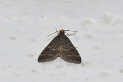 Steniini