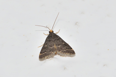 Steniini
