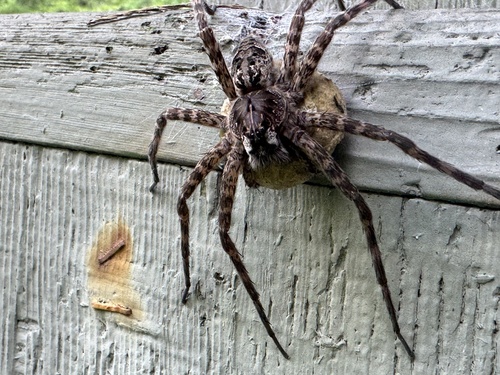 Okefenokee Fishing Spider photo 5