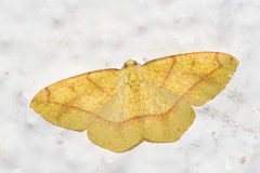 Periclina syctaria
