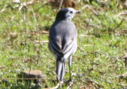 Motacilla alba