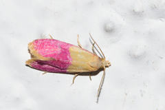 Cochylis rosaria