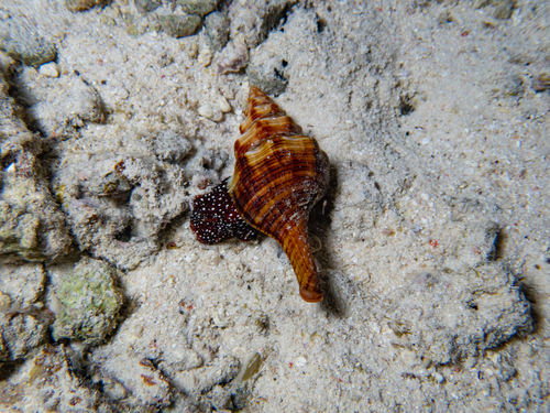 Fasciolaria filamentosa observed 2025-04-16